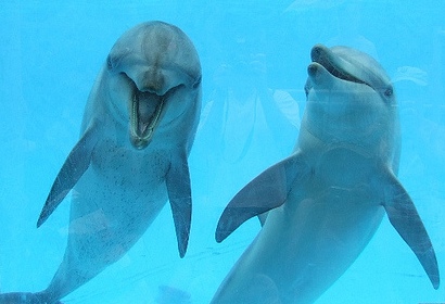 dolphins smiling