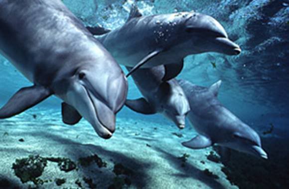 Maori Dolphin Folklore