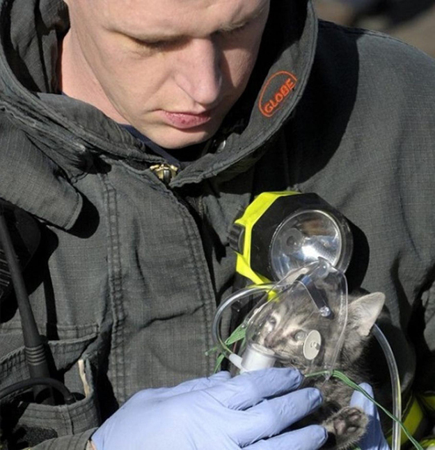 This picture of a firefighter administering oxygen to a cat rescued from a house fire. 