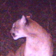 Cougar 