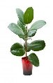 Top 10 Air-Purifying Plants To Improve the Feng Shui of Your Home or Office6