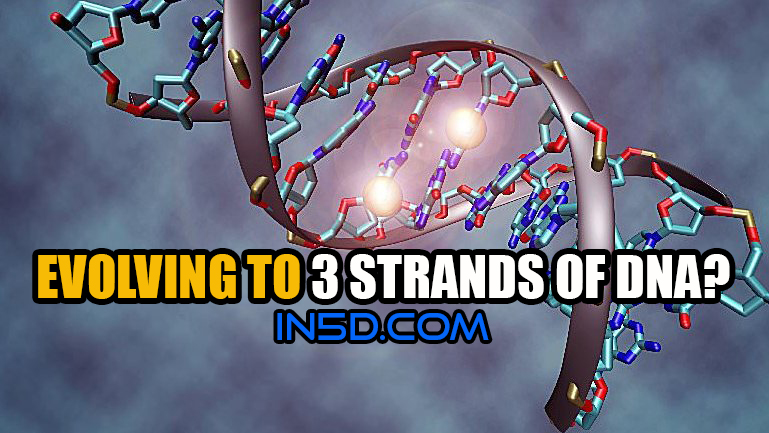 Is the Human Race Evolving to Have Three Strands of DNA?