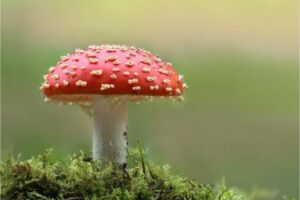 Study – Psychedelic Mushrooms Put Your Brain In a ‘Waking Dream’