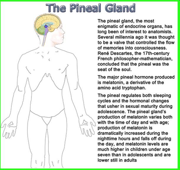 pineal gland melatonin