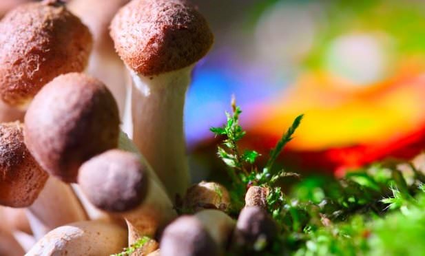 Psychedelic Mushrooms Put Your Brain In a “Waking Dream"