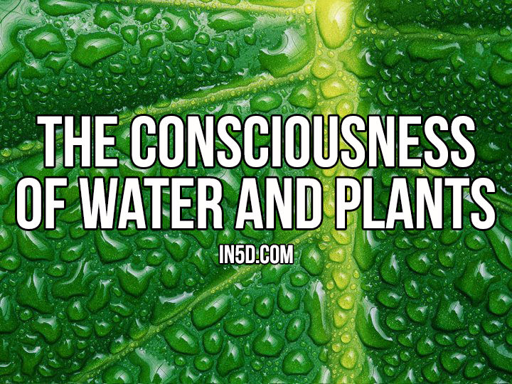 The Consciousness Of Water And Plants in5d.com