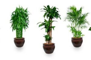 Top 10 Air-Purifying Plants To Improve The Feng Shui Of Your Home Or Office 