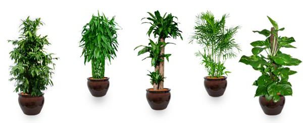 Top 10 Air-Purifying Plants To Improve The Feng Shui Of Your Home Or Office in5d