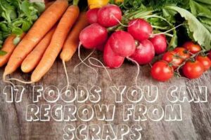 17 Plants You Can Regrow From Kitchen Scraps