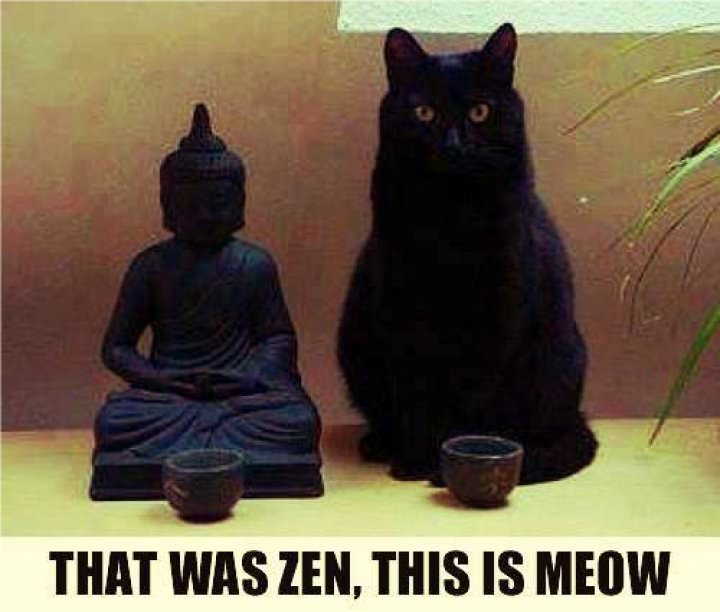 That was Zen, this is Meow in5d