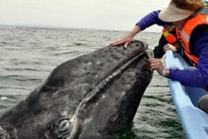 Ensnared Whale Gratefully Gives Rescuers A Lesson In Empathy