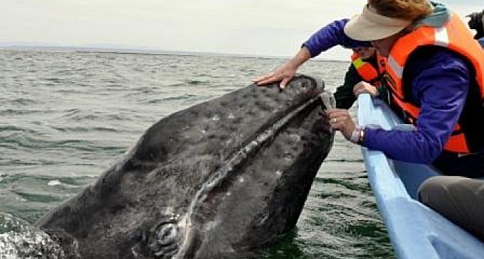 Ensnared Whale Gratefully Gives Rescuers A Lesson In Empathy in5d in 5d in5d.com www.in5d.com 