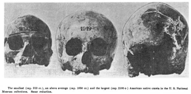 Figure 3: Various sized skulls found at Potomac Creek, Stafford County, Virginia, 1937.