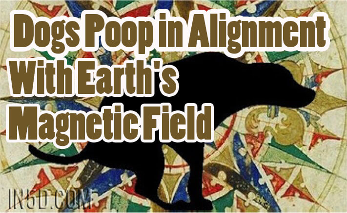Dogs Poop in Alignment With Earth's Magnetic Field