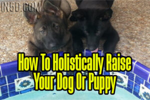 How To Holistically Raise Your Dog Or Puppy