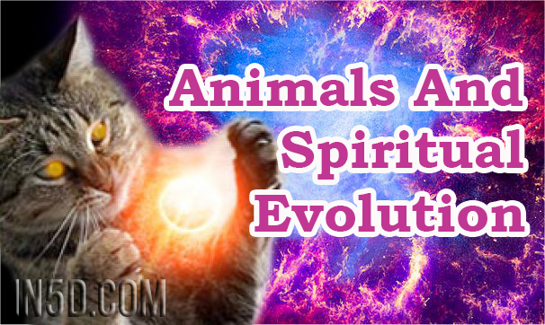 Animals And Spiritual Evolution