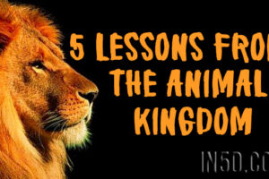 5 Lessons From The Animal Kingdom