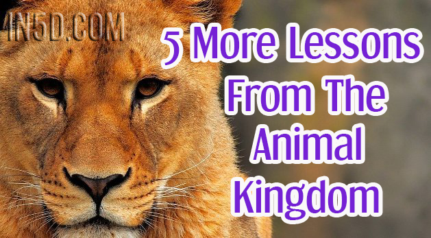 5 More Lessons From The Animal Kingdom