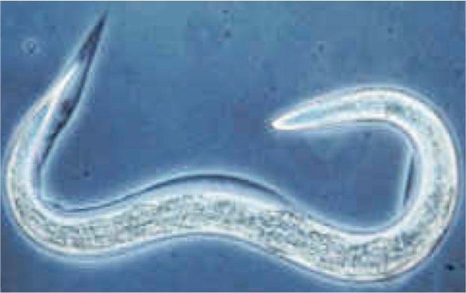 Caenorhabditis elegans shares a large percentage of its genes with modern humans.