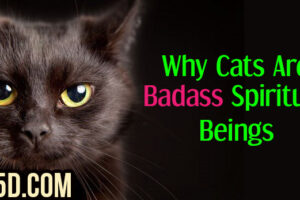 Why Cats Are Badass Spiritual Beings