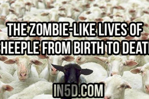 The Zombie-Like Lives Of Sheeple From Birth To Death