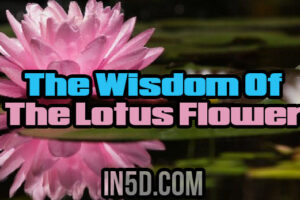The Wisdom Of The Lotus Flower