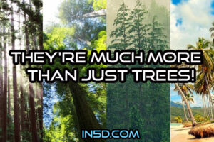 They’re MUCH MORE Than Just Trees!