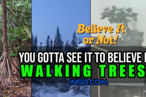 You Gotta See This To Believe It – Trees LITERALLY and PHYSICALLY Moving On their Own