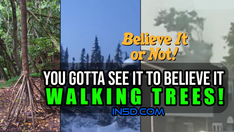 You Gotta See This To Believe It – Trees LITERALLY and PHYSICALLY Moving On their Own