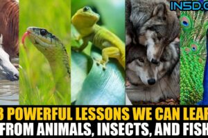 33 Powerful Lessons We Can Learn From Animals, Insects, and Fish