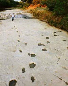 Human footprints crossing 3 toed dinosaur footprints fossilised in the Paluxy river bed. 