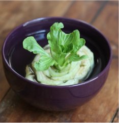 Growing Romaine Lettuce, Celery, Bok Choy & Cabbage