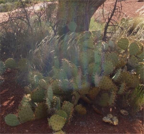 swirling vortex over some cactus in front of a juniper tree at Boynton Canyon