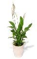 Top 10 Air-Purifying Plants To Improve the Feng Shui of Your Home or Office