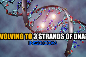 Is the Human Race Evolving to Have Three Strands of DNA?