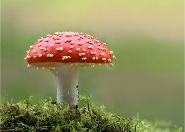 Study - Psychedelic Mushrooms Put Your Brain In a 'Waking Dream'