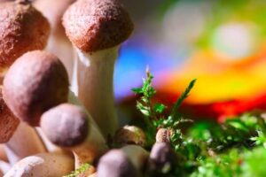 Study: Psychedelic Mushrooms Put Your Brain In a “Waking Dream”