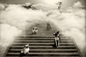 Animals And The Afterlife