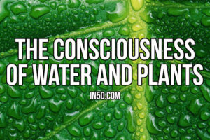 The Consciousness Of Water And Plants