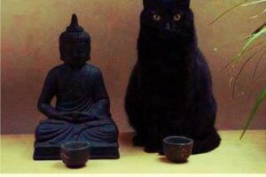 That was Zen, this is Meow