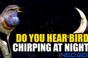 Do You Hear Daytime Birds Chirping At Night?