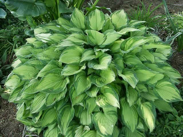 Hosta is a genus of plants commonly known as hostas, plantain lilies and occasionally by the Japanese name giboshi. Hostas are widely cultivated as shade-tolerant foliage plants. 