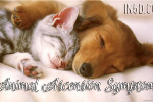 Animal Ascension Symptoms