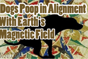 Dogs Poop in Alignment With Earth’s Magnetic Field