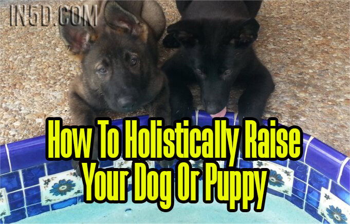 How To Holistically Raise Your Dog Or Puppy