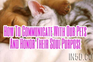 How To Communicate With Our Pets And Honor Their Soul Purpose