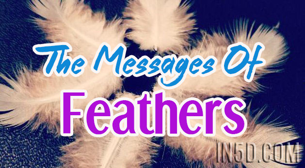 The Messages Of Feathers