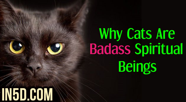Why Cats Are Badass Spiritual Beings