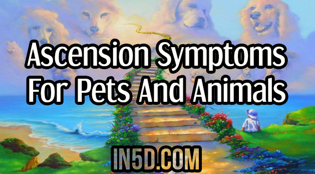 Ascension Symptoms For Pets And Animals