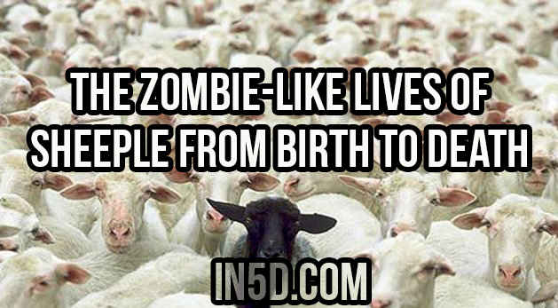The Zombie-Like Lives Of Sheeple From Birth To Death